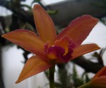 Cattleya .hybr 22.jpg