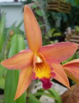 Cattleya .hybr 33.jpg