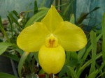 Paph. armeniacum1.JPG