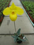 Paph. armeniacum-rostlina.JPG