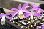 Pleione formosana ,vedena pod syn. pricei.JPG