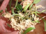 bulbophyllum.jpg