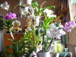 orchidejky u postylky.JPG