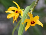 Dendrobium ochreatum.jpg