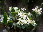 Dendrobium eximium.jpg