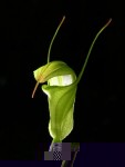 6897_Pterostylis_obtusa.JPG