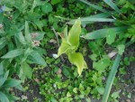 odkvetlé Cypripedium.jpg