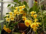 Dendrobium aggregatum.jpg