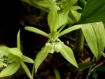 Coelogyne brachyptera.jpg