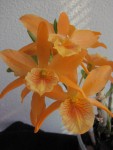 Dendrobium stardust 2.JPG