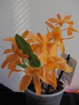 Dendrobium stardust1.JPG