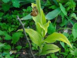 odkvetlé Cypripedium1.jpg