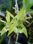 Coelogyne parishii.1.JPG