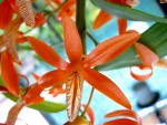 Dendrobium dickasonii.jpg
