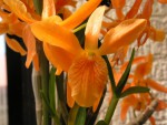 Dendrobium Stardust Fire Bird.JPG
