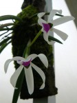 Leptotes bicolor2.JPG