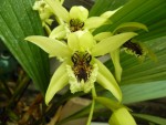 Coelogyne Burfordiense x dayana.jpg