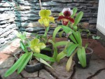 PAPH.jpg