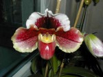 14-Paph.temperovany..jpg