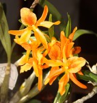 Dendrobium Stardust_Firebird1b_resize.jpg