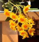 Dendrobium chrysotoxum1b_resize.jpg