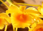 Dendrobium chrysotoxum1d_resize.jpg
