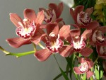 03 Cymbidium2.jpg