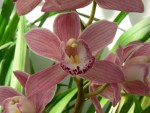 09 cymbidium3 .jpg