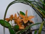 duben2011 008.jpg