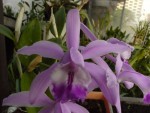 Cattleya intermedia.jpg