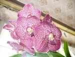 Vanda red kvet velky detail.jpg