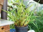 Maxillaria.jpg