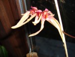 Bulbophyllum picturatum...jpg