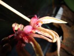 bulbophyllum..jpg