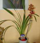 Cymbidium.jpg