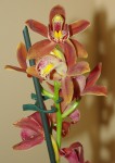 Cymbidium_kvet.jpg