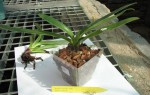 P.henryanum.jpg