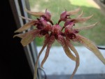 Bulbophyllum....jpg