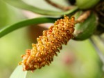 Bulbophyllum crassipes...jpg