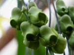 Catasetum planiceps..jpg