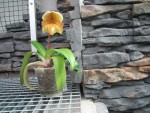 paph1.jpg