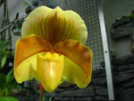 paph3.jpg