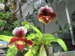 paph4.jpg