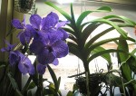 vanda.jpg