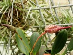 Bulbophyllum fraudulentum.jpg