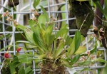 Masdevallia pachyura.jpg