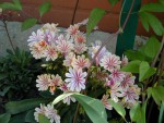 Lewisia cotyledon.jpg