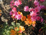 Lewisia cotyledon 1.jpg