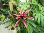 Neoregelia 11.jpg