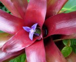 Neoregelia 22.jpg